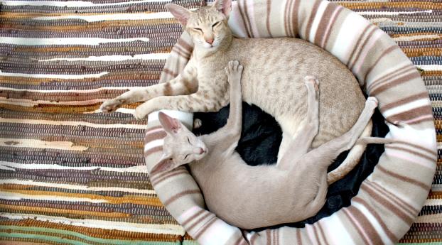 siamese cat, couple, lie Wallpaper 720x1520 Resolution