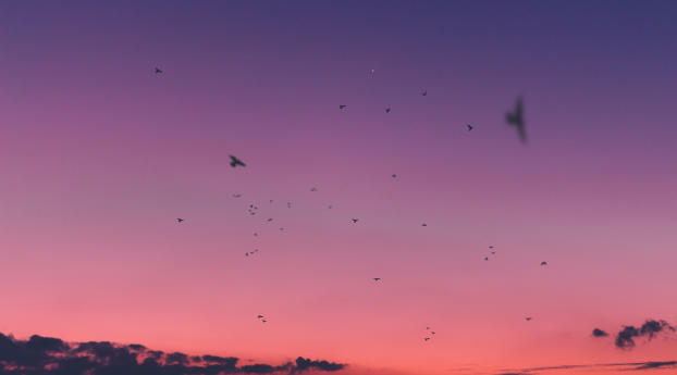 sky, sunset, birds Wallpaper 1360x768 Resolution
