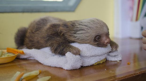 sloth, lying, animal Wallpaper 1024x600 Resolution