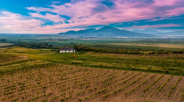 slovakia, vineyard, field Wallpaper 750x1334 Resolution