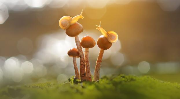 Snail and Mushroom Photography Wallpaper
