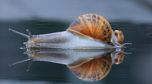 snail, shell, macro Wallpaper 640x960 Resolution