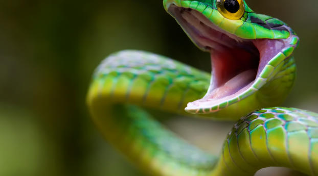 snake, green snake, costa rica Wallpaper 1080x2340 Resolution