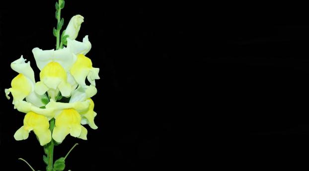 snapdragon, flower, stem Wallpaper 480x854 Resolution