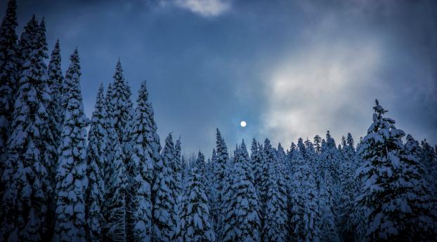 Snnow-Covered Fir Trees at Dusk In Twilight Moon Wallpaper 2560x1080 Resolution