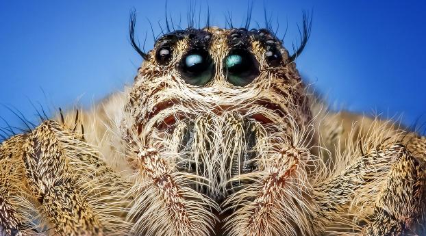 spider, insect, eyes Wallpaper 3340x1440 Resolution