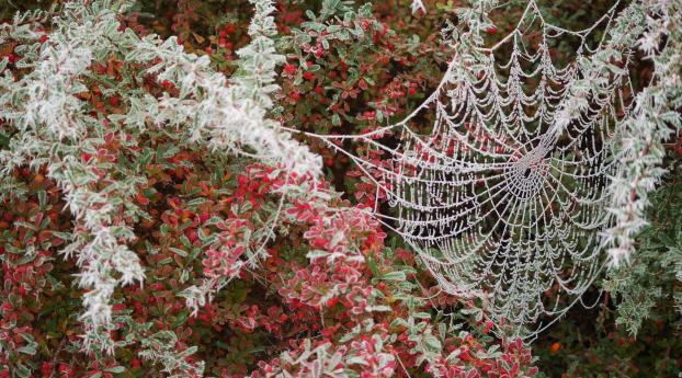 spider web, tree, branch Wallpaper 360x640 Resolution