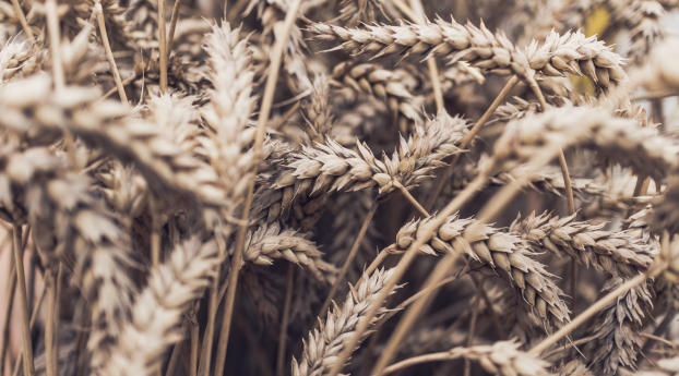 spikelets, plant, ripe Wallpaper 2160x3840 Resolution