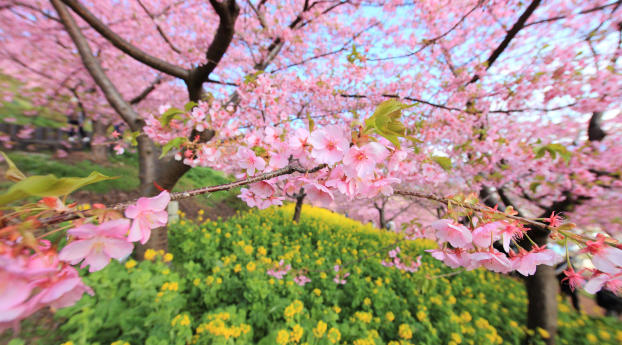 spring, bloom, tree Wallpaper 1024x768 Resolution