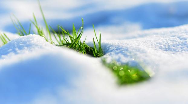 spring, snow, grass Wallpaper 1280x800 Resolution