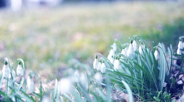 spring, snowdrops, grass Wallpaper 640x1136 Resolution