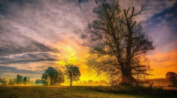 Spring Trees and Sunset Wallpaper 1080x2300 Resolution