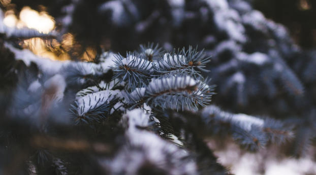 spruce, branch, snow Wallpaper