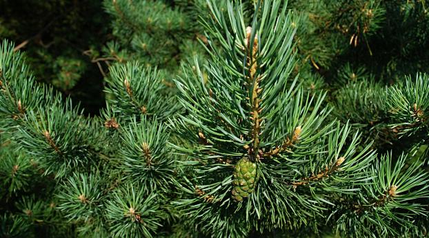 spruce, branch, spikes Wallpaper 1366x768 Resolution