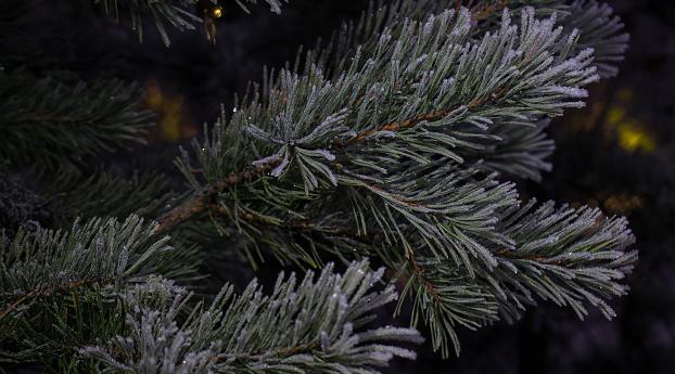 spruce, branches, needles Wallpaper 1366x768 Resolution