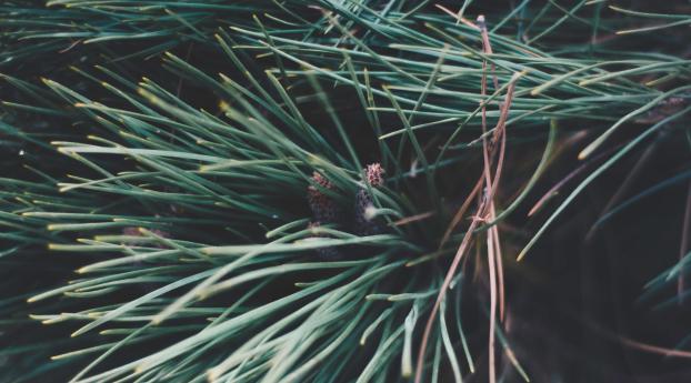 spruce, branches, spines Wallpaper 320x568 Resolution