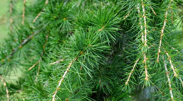 spruce, pine, branches Wallpaper 750x1334 Resolution