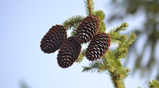 spruce, pine cones, pine Wallpaper 1280x2120 Resolution