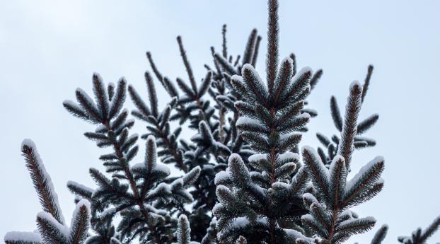 spruce, pine, snow Wallpaper