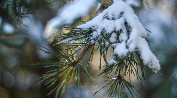 spruce, snow, branch Wallpaper 800x1280 Resolution