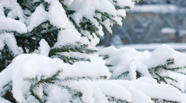 spruce, snow, winter Wallpaper 1336x768 Resolution