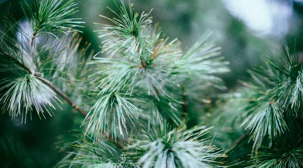 spruce, tree, branches Wallpaper 2160x3840 Resolution