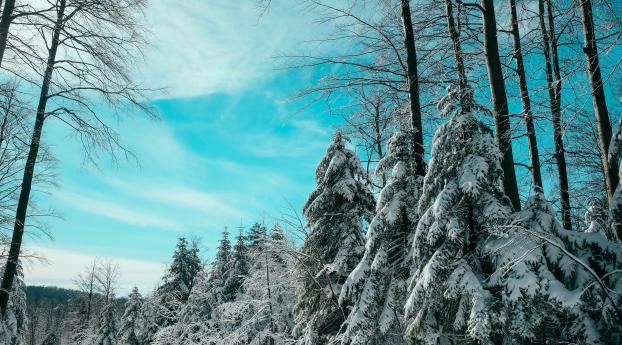 spruce, winter, forest Wallpaper 2560x1024 Resolution