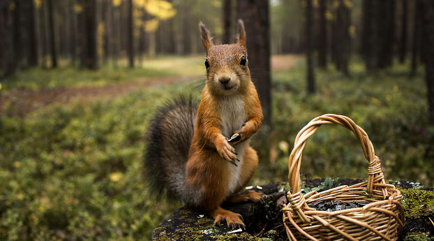 squirrel, grass, shopping Wallpaper 2560x1600 Resolution
