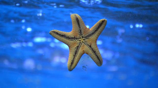 starfish, underwater, swim Wallpaper 2560x1024 Resolution