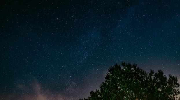 starry sky, tree, night Wallpaper