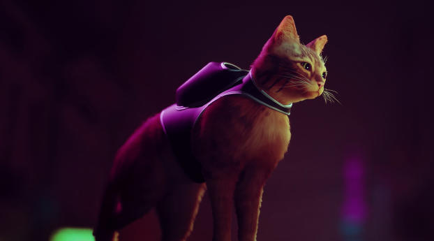Stray Game Cat Wallpaper 840x1160 Resolution