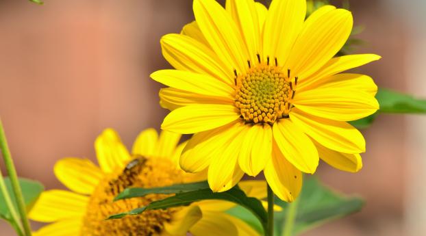 sunflower, flower, bud Wallpaper 1280x800 Resolution