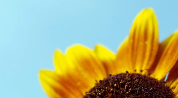 sunflower, flower, petals Wallpaper 1280x1024 Resolution