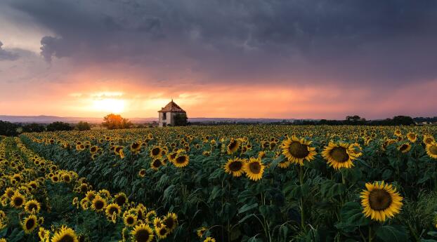 Sunflower HD Field Wallpaper 720x1500 Resolution