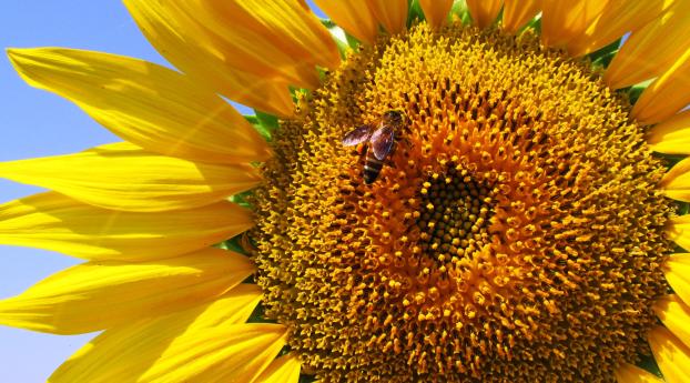 sunflower, petals, bee Wallpaper 2048x2048 Resolution