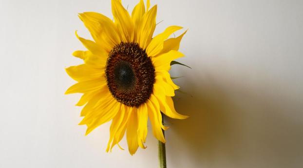 sunflower, shadow, wall Wallpaper 1125x2436 Resolution