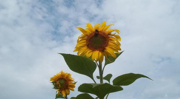 sunflowers, couple, sky Wallpaper 2560x1440 Resolution
