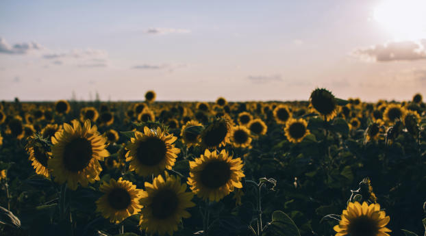 sunflowers, field, evening Wallpaper 480x484 Resolution