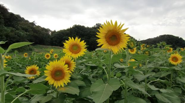 sunflowers, field, foliage Wallpaper 2560x1024 Resolution