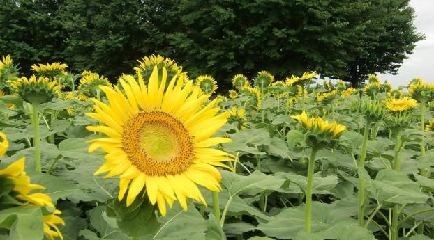 sunflowers, field, greens Wallpaper 2560x1700 Resolution