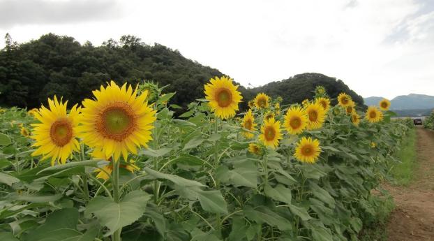 sunflowers, field, road Wallpaper 2560x1080 Resolution