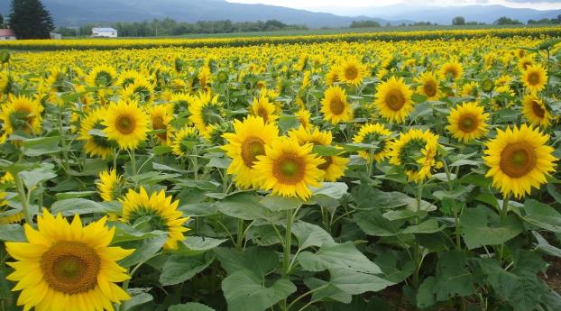 sunflowers, field, summer Wallpaper 2560x1024 Resolution