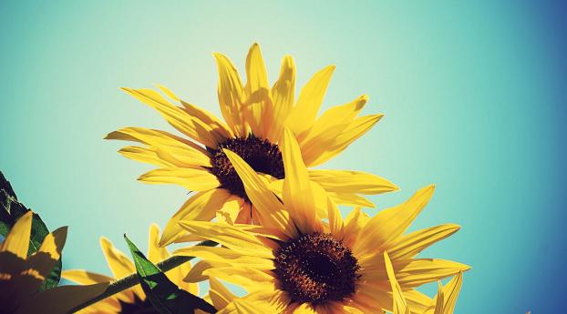 sunflowers, flowers, plants Wallpaper 3840x2160 Resolution