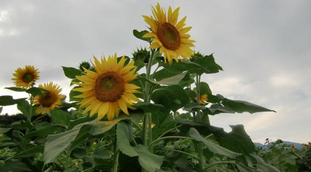 sunflowers, height, field Wallpaper 2560x1024 Resolution
