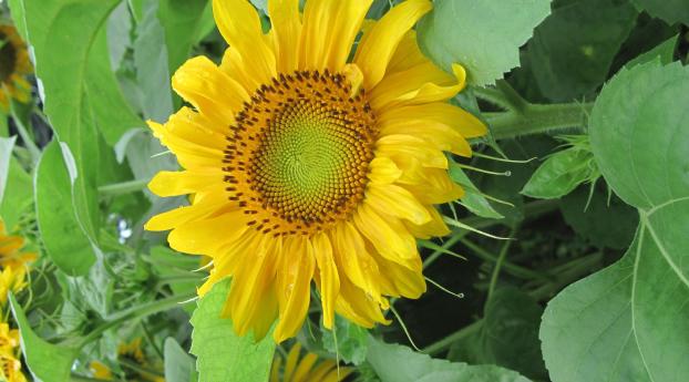 sunflowers, herbs, summer Wallpaper 640x1136 Resolution