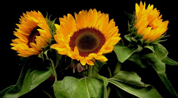sunflowers, plants, three Wallpaper 360x640 Resolution