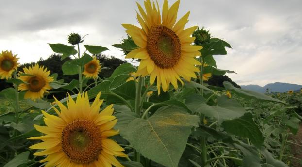 sunflowers, pollen, field Wallpaper 1280x800 Resolution