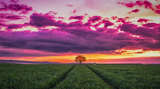 sunset, horizon, field Wallpaper 1280x1024 Resolution