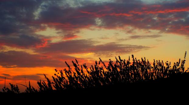 sunset, lavender, field Wallpaper 3840x2160 Resolution