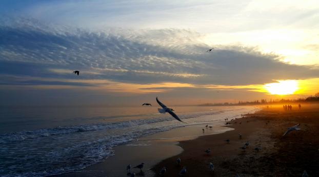 sunset, sea, birds Wallpaper 2560x1440 Resolution